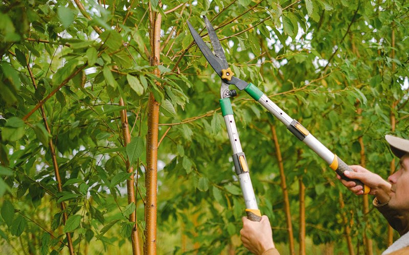 Tree trimming in Delco, NC